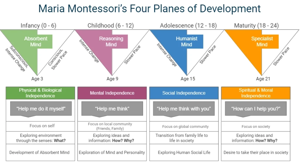 Montessori Planes of Development