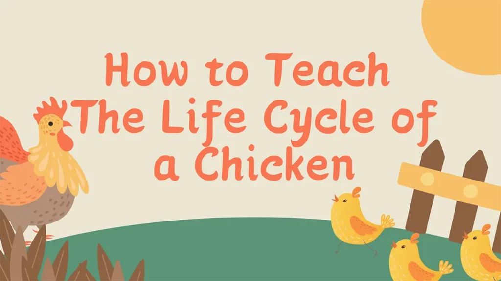 Life Cycle of a Chicken